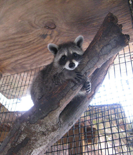 raccoon david up a tree 1