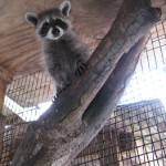 raccoon david up a tree 2