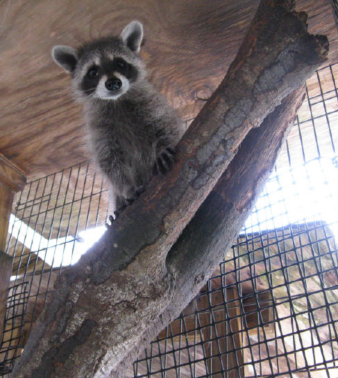 raccoon david up a tree 2