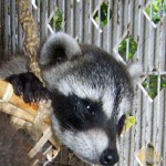 raccoon in basket