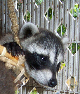 raccoon in basket