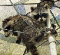 raccoon in umbrella 2