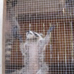 raccoon lindsey hanging on door