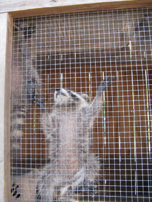 raccoon lindsey hanging on door