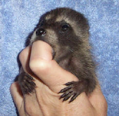 raccoon midge on finger 1