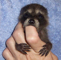 raccoon midge on finger 2