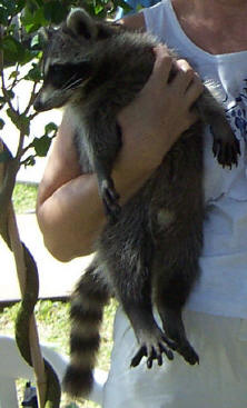 raccoon spunky