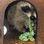 raccoon_with_kale_1_(2)