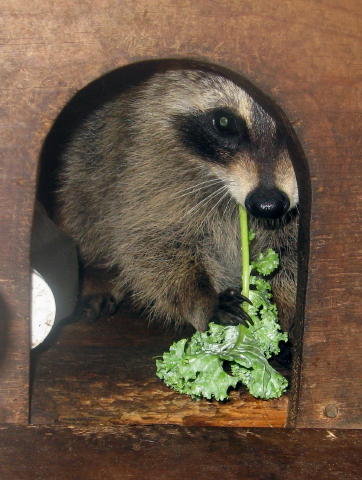 raccoon_with_kale_1_(2)