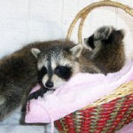 raccoons 3 babies 1