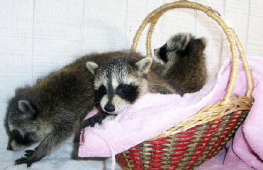 raccoons 3 babies 1
