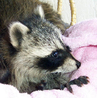 raccoons 3 babies 2