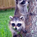 raccoons at tree base