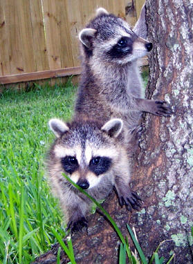 raccoons at tree base