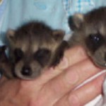 raccoons bandit and banjo 1