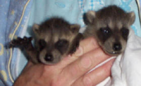 raccoons bandit and banjo 1