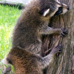 raccoons climbing 1