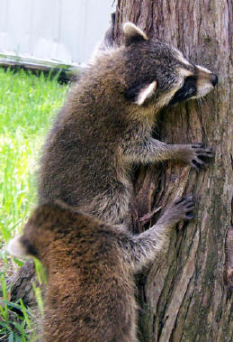 raccoons climbing 1