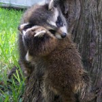 raccoons climbing 2