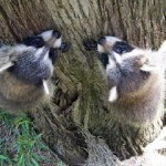 raccoons climbing 3