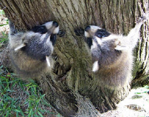 raccoons climbing 3