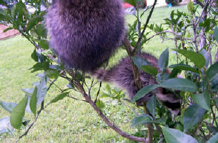 raccoons in the tree 3