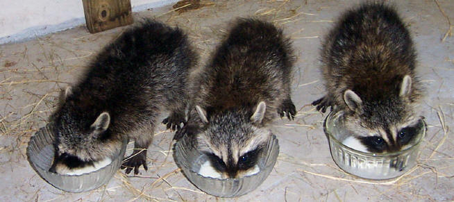 raccoons milk bowls 1 (2)
