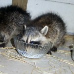 raccoons milk bowls 2