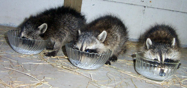 raccoons milk bowls 2