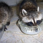 raccoons milk bowls 3