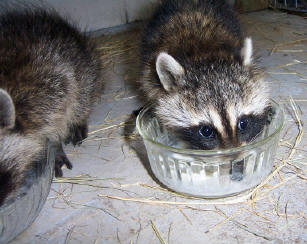 raccoons milk bowls 3