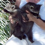 raccoons spunky and kate 1