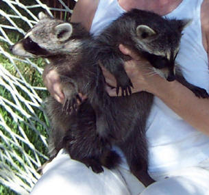 raccoons spunky and kate 1