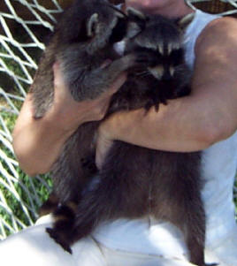 raccoons spunky and kate 2