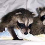 raccoons tornado babies 1