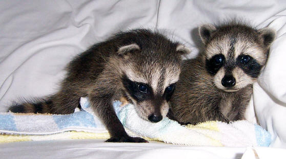 raccoons tornado babies 1