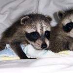 raccoons tornado babies 2