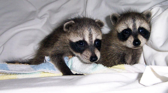 raccoons tornado babies 2