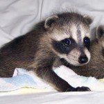 raccoons tornado babies 4