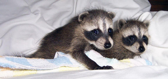 raccoons tornado babies 4