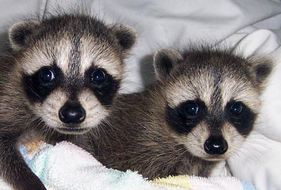 raccoons tornado babies 5