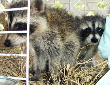 two young raccoons 1