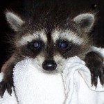 young raccoon 2