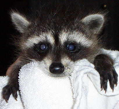 young raccoon 2