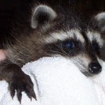 young raccoon 3