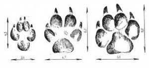 Следы правой передней лапы енотовидной собаки (слева