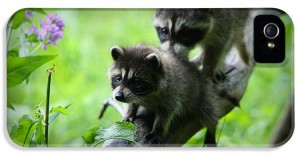 1-raccoon-kits-amanda-stadther