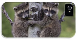 1-raccoon-two-babies-climbing-tree-north-tim-fitzharris