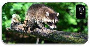 3-raccoon-amanda-stadther