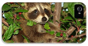 baby-raccoon-melissa-peterson